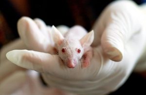 Animals should not be used for drug development for medical research essay