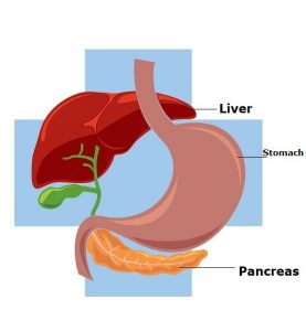 Pancreatic Enzymes| List and their Function in the digestion