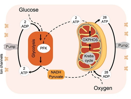 What is the Function of Mitochondria-cellular energy