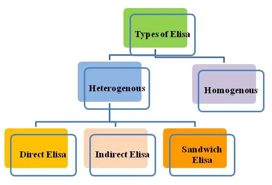 Types of Elisa