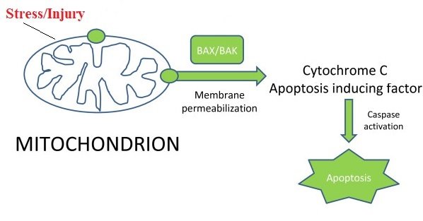 mitochondrial function cell death