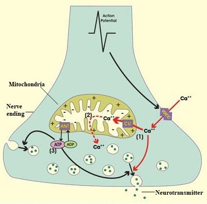 mitochondria function-neurotransmitter release