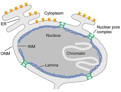 Cell Nucleus Function