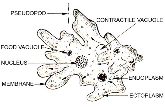 ameoba a protozoa