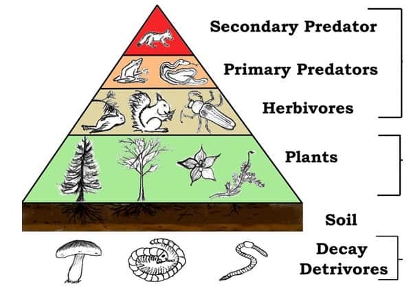 plants are first part of food chains