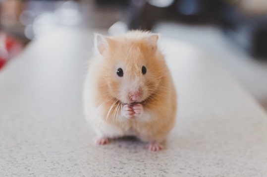 Use of Animals in Scientific Research-guinea pig