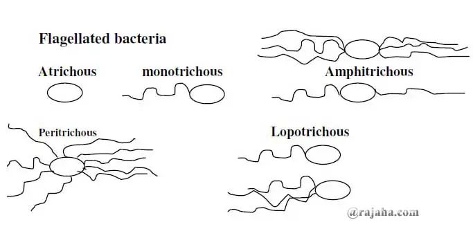 Classification of Bacteria based on arrangement of flagella