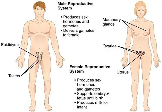 11 Organ Systems-reproductive system