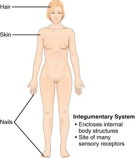 11 Organ Systems-integumentarysystem