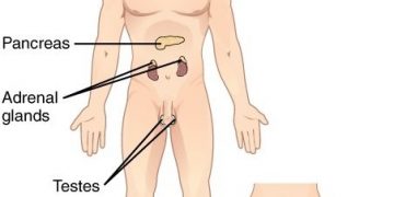 11 Organ Systems-endocrine system