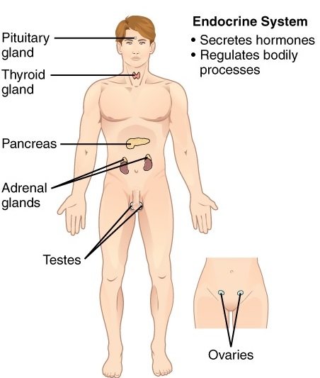 11 Organ Systems-endocrine system