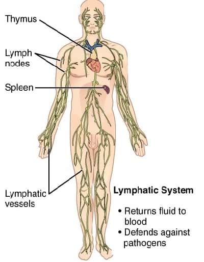 11 Organ Systems-lymphatic system