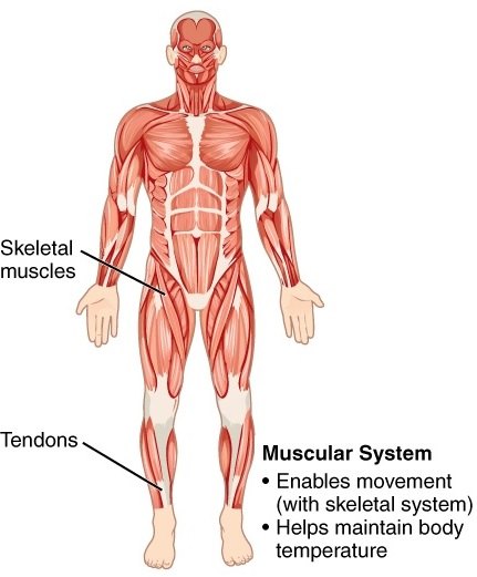 11 Organ Systems-muscularsystem