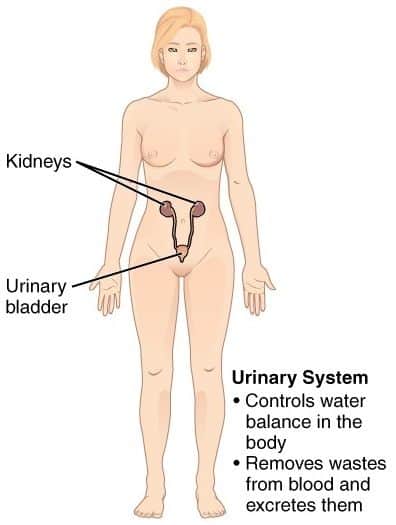 11 Organ Systems-urinary system