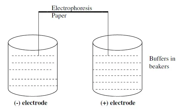 Paper-electrophoresis representative diagram