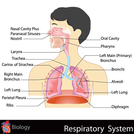 Anatomy and Physiology of Respiratory System | labelled Diagram