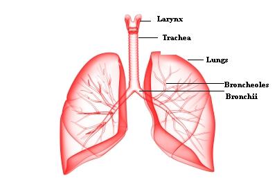 Anatomy and Physiology of Respiratory System