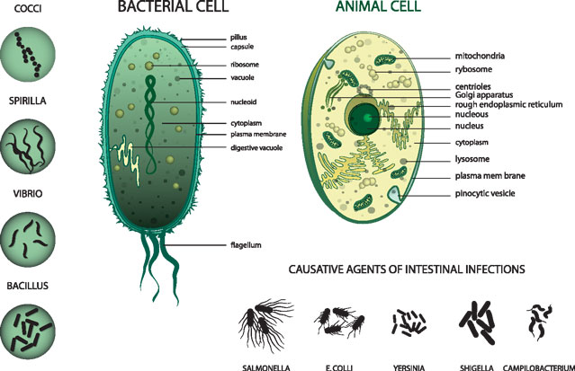 Difference Between Bacterial Cell and Human Cell