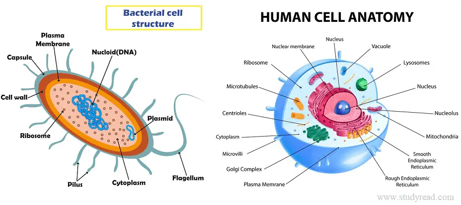 Difference Between Bacterial Cell and Human Cell