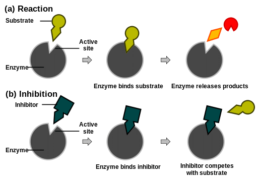 Types of enzymes