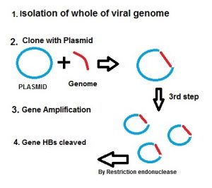Production Of Hepatitis B Vaccine| With Process With Diagram