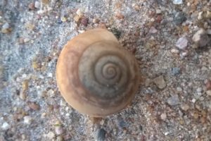Snail a mollusc animal