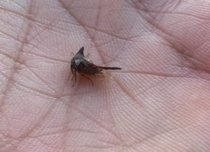 an Insect
