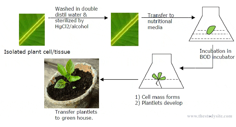 Plant Tissue Culture Techniques 6 Methods Protocols