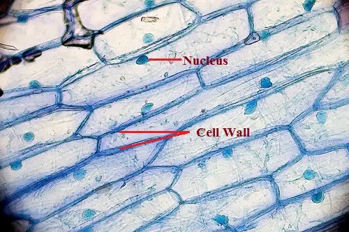 What are the Functions of the Cell Wall 5 roles