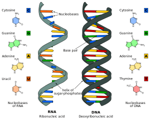 Nucleic acids