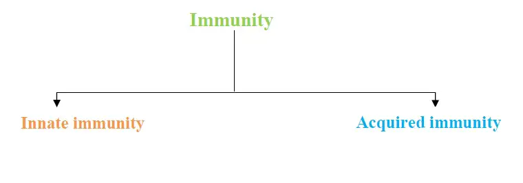 types of immunity