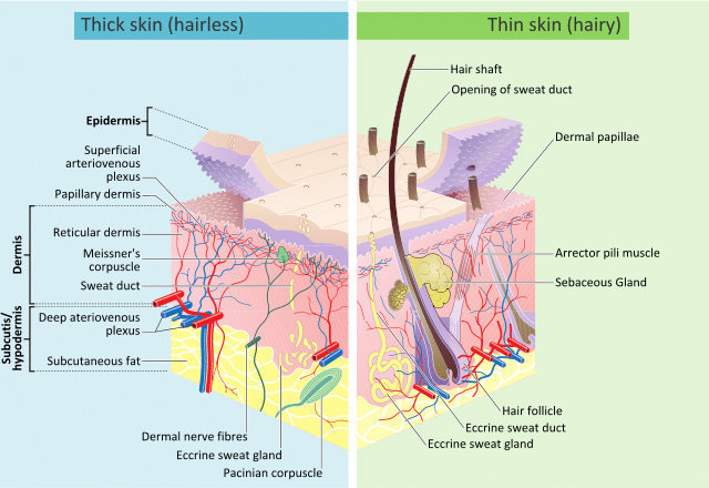 skin structure