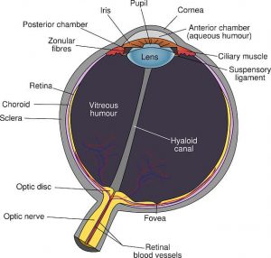 eye anatomy