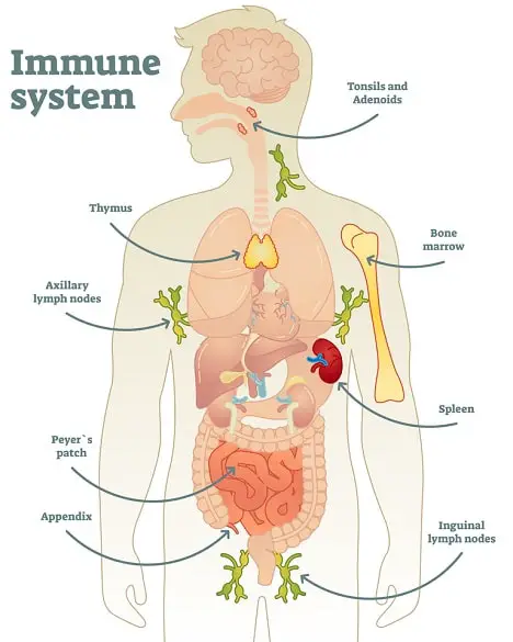 The organs of the immune system