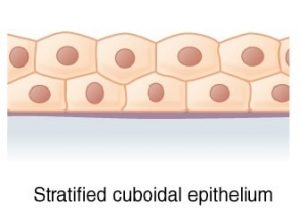  Stratified cuboidal epithelium