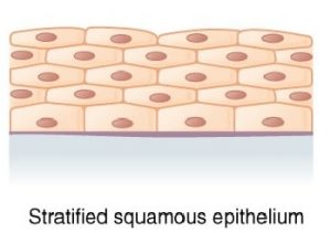 Stratified squamous epithelium