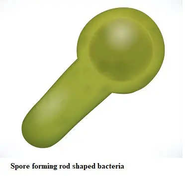 bacteria spores