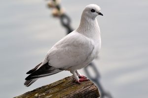 bird-1