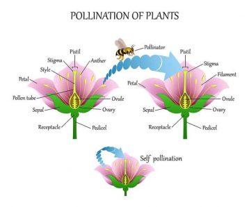 What is Pollination | 5 Types with Examples and Agents involved