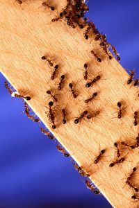 fire-ants