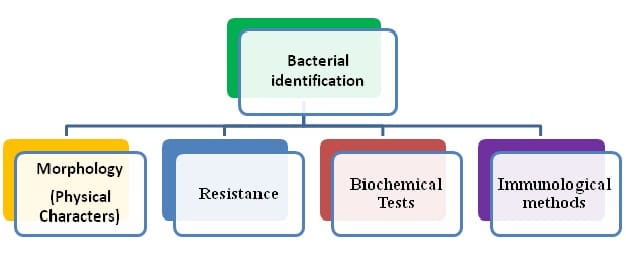 bacterial identification