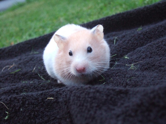 hamster