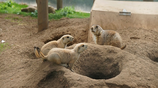 prairie dogs