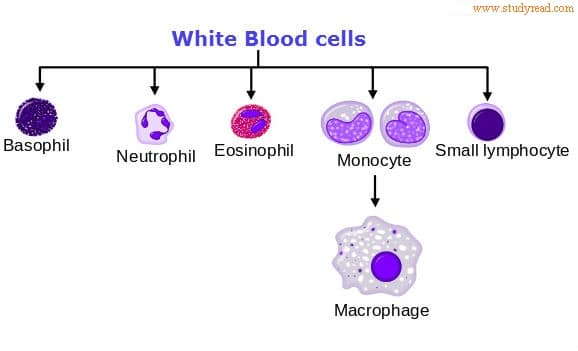 types of White blood cells