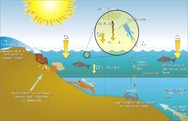 decomposition of organic matter requires oxygen