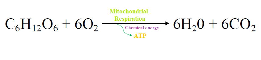 Uses of oxygen to generate energy in body