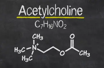 Acetylcholine: a neurotransmitter