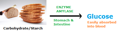 Examples of Enzymes- amylase that digests carbohydrates