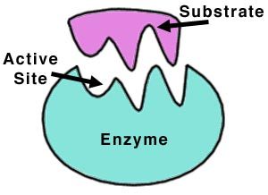 Examples of enzymes