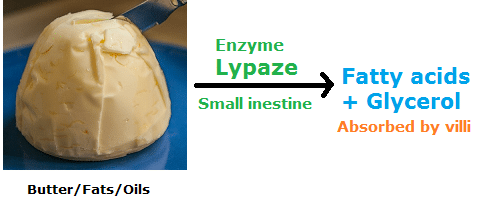 Enzyme Examples- lipase